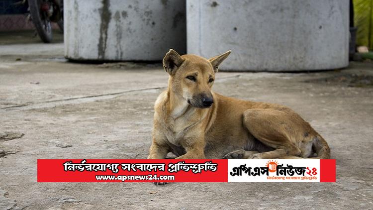 তদন্ত কমিটি গঠন: কুকুর খেল করোনায় মৃত দেহ।