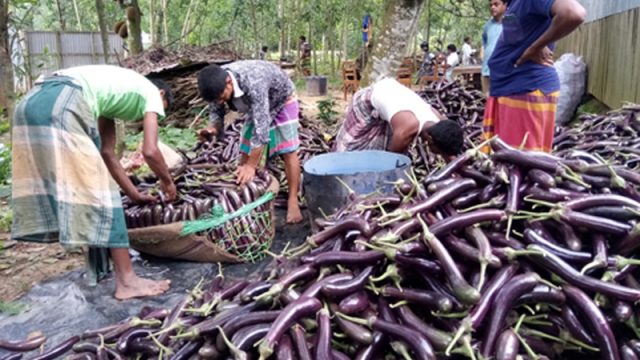 রমজানের আগে কাঁচা মরিচ ও বেগুনের দাম বৃদ্ধিতে ক্রেতাদের ক্ষোভ